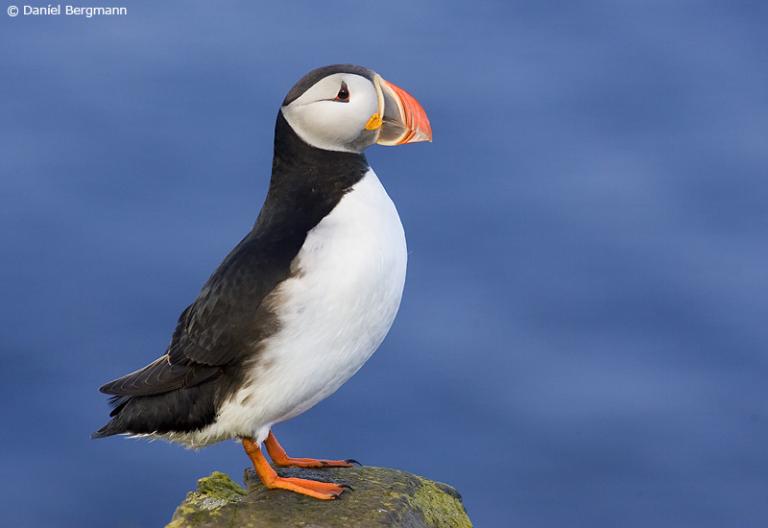 Lundi (Fratercula arctica)