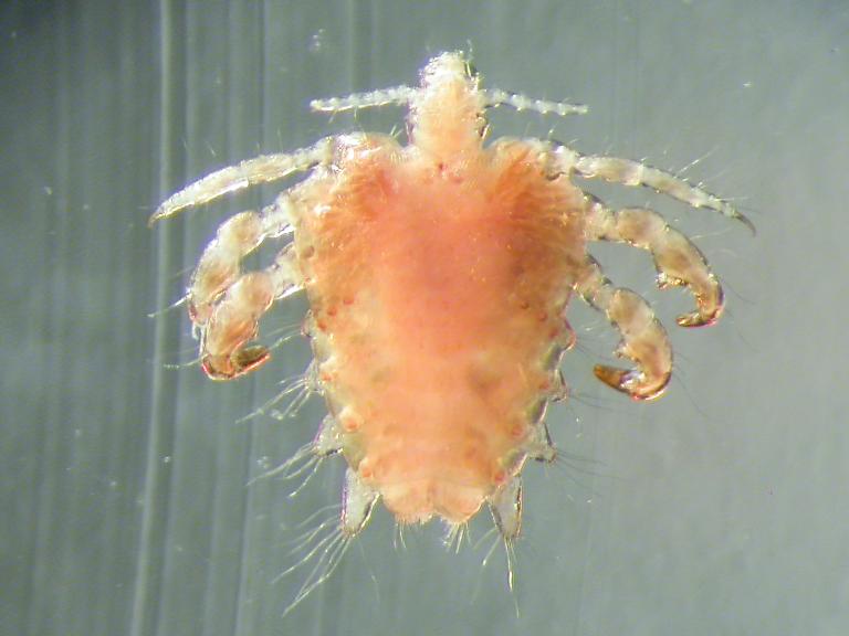 Flatlús – Pthirus pubis