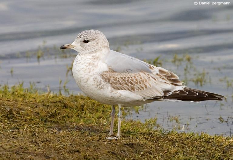 Stormmáfur, ungfugl (Larus canus)