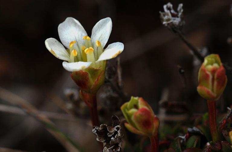 Mynd af Fjallabrúðu (Diapensia lapponica)