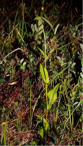 Mynd af Hjartafífill (Crepis paludosa)