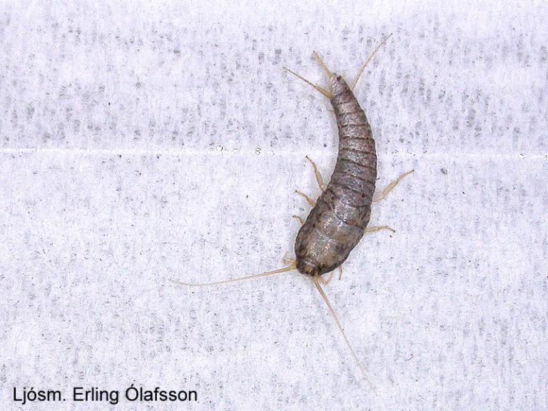 Silfurskotta - Lepisma saccharina Silfurskotta - Lepisma saccharina