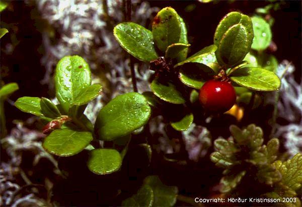 Mynd af Rauðberjalyng (Vaccinium vitis-idaea)