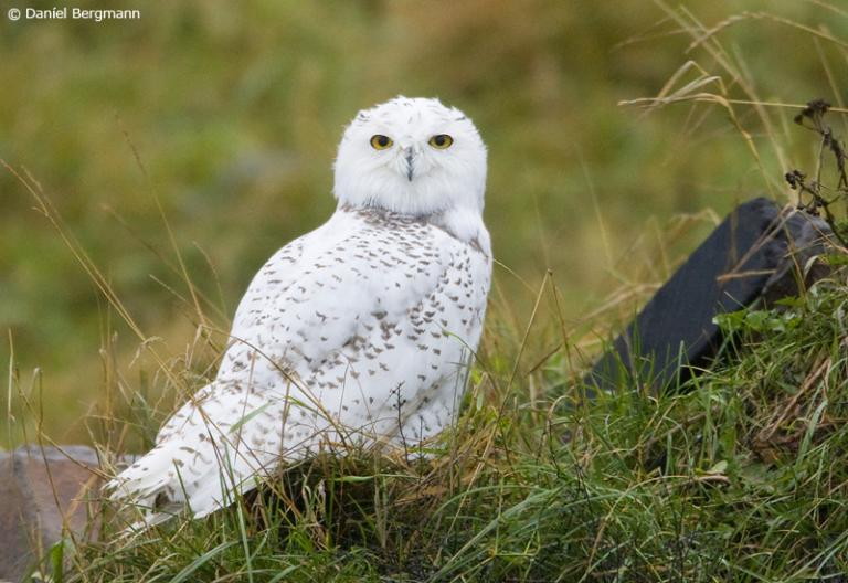 Snæugla (Bubo scandiacus)