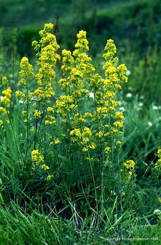 Mynd af Gulmöðru (Galium verum)