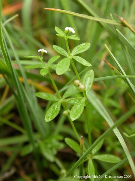 Mynd af Þrenningarmöðru (Galium trifidum)