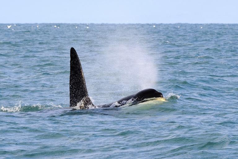 Háhyrningur (Orcinus orca)