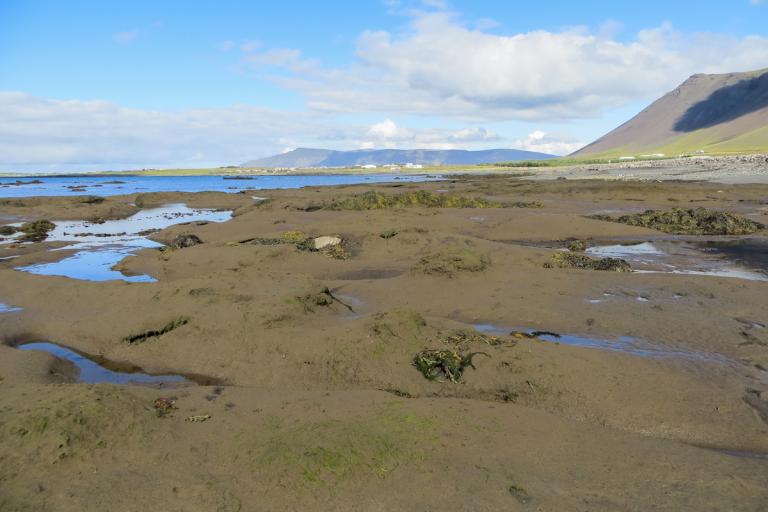 Fjörumór í Hofsvík