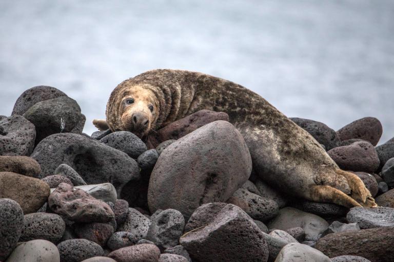 Útselur (Halichoerus grypus) Útselur (Halichoerus grypus)