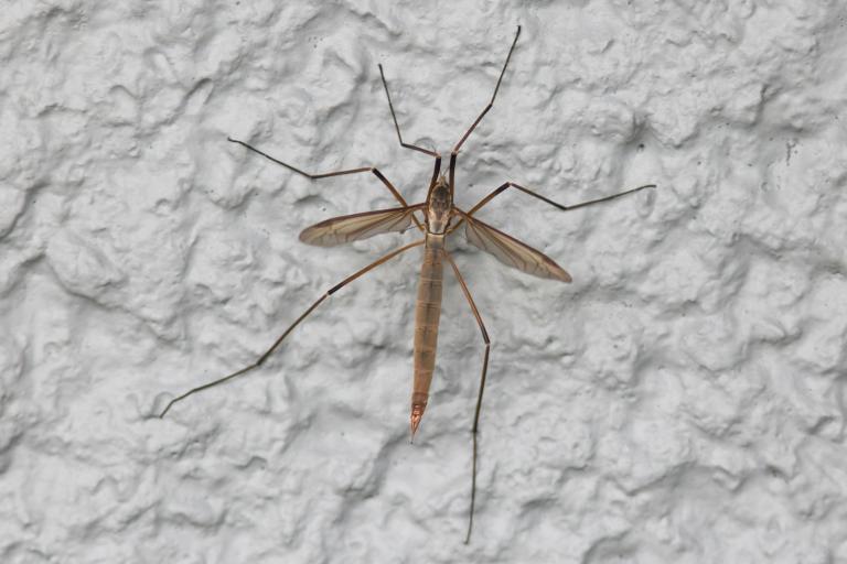 Folafluga – Tipula paludosa