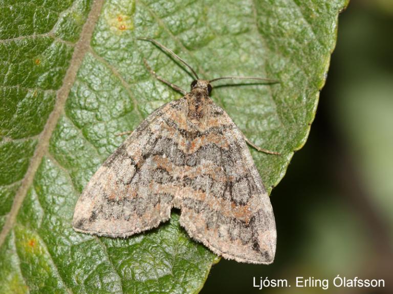 Víðifeti - Hydriomena furcata Víðifeti - Hydriomena furcata