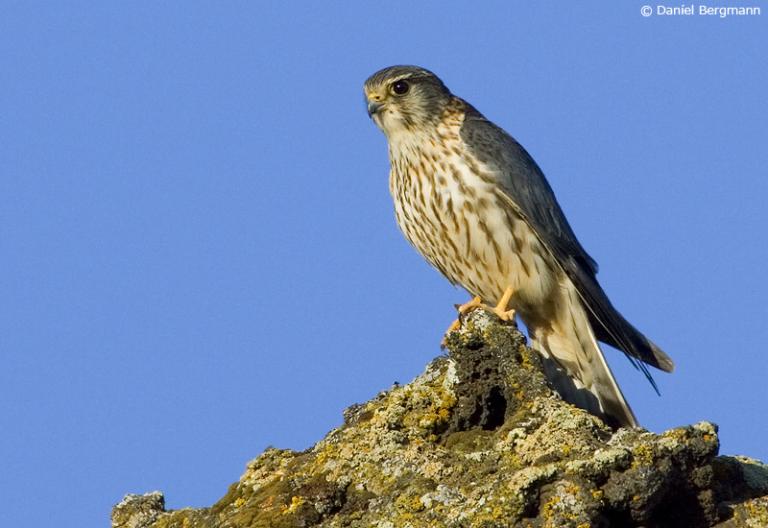 Smyrill (Falco columbarius)
