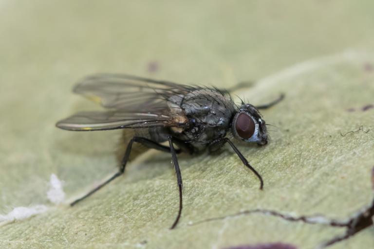 Trjónufluga – Thricops rostratus Trjónufluga – Thricops rostratus