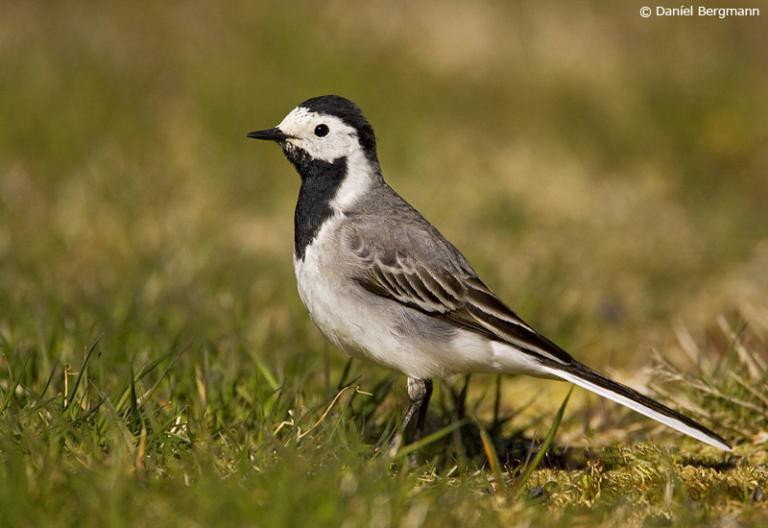 Maríuerla (Motacilla alba)