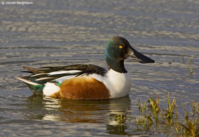 Skeiðönd (Spatula clypeata)