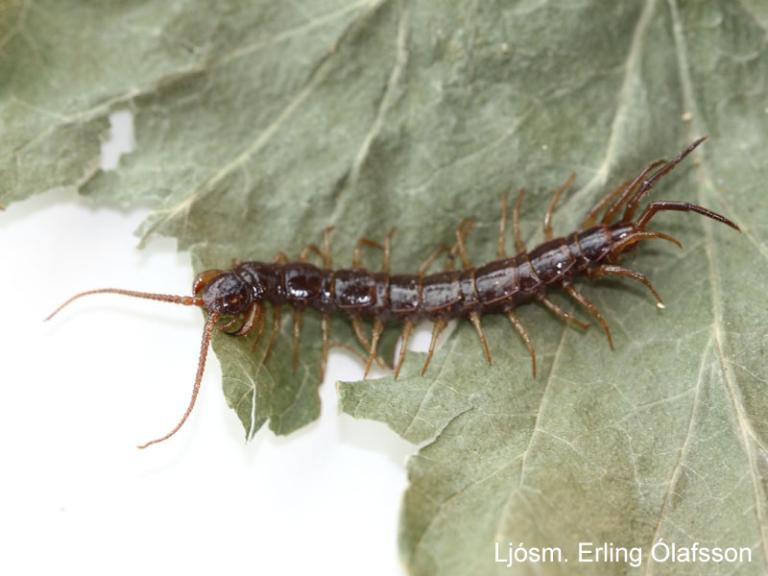 Garðfætla - Lithobius forficatus