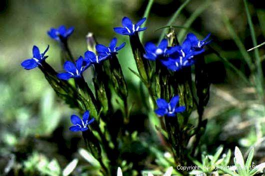 Mynd af Dýragrasi (Gentiana nivalis)