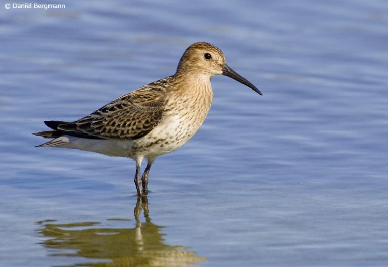 Lóuþræll (Calidris alpina). Lóuþræll (Calidris alpina).
