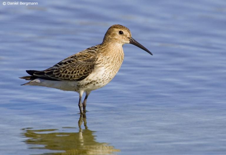 Lóuþræll (Calidris alpina).