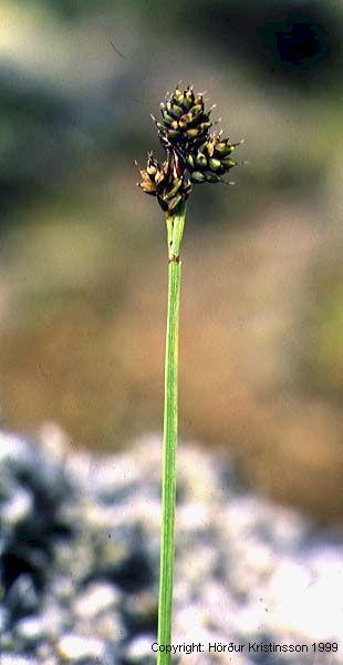 Mynd af Fjallastör (Carex norvegica)
