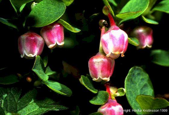 Mynd af Bláberjalyng (Vaccinium uliginosum)