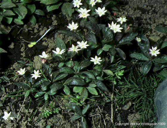 Mynd af Sjöstjarna (Trientalis europaea)