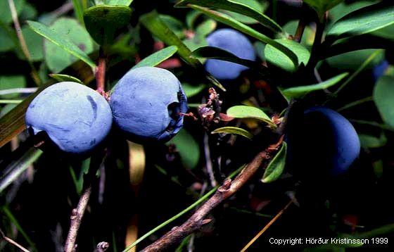 Mynd af Bláberjalyng (Vaccinium uliginosum)