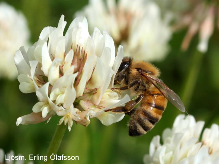 Hunangsbý - Apis mellifera Hunangsbý - Apis mellifera