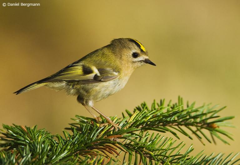 Glókollur (Regulus regulus)