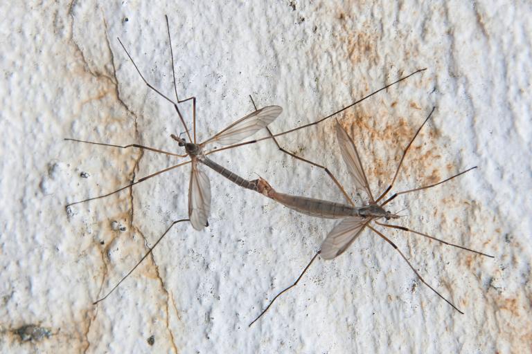 Folafluga – Tipula paludosa