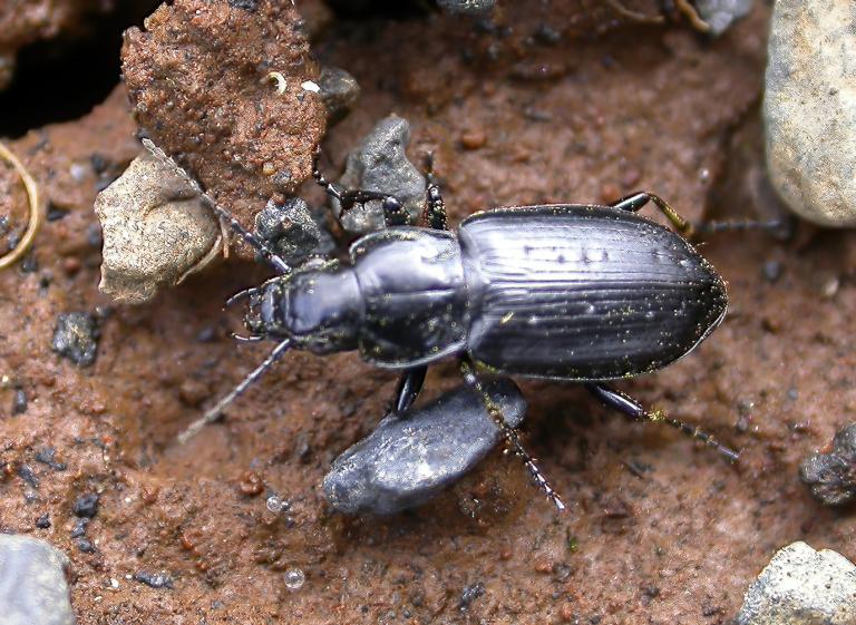 Kolasmiður – Pterostichus adstrictus Kolasmiður – Pterostichus adstrictus
