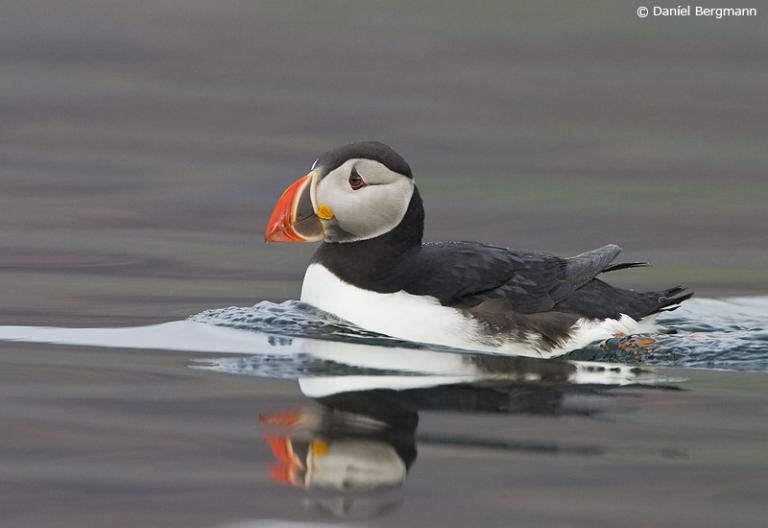 Lundi (Fratercula arctica)