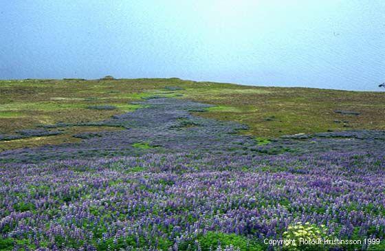 Mynd af Alaskalúpínu (Lupinus nootkatensis)