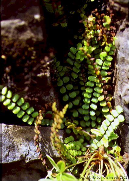 Mynd af Svartburkna (Asplenium trichomanes)