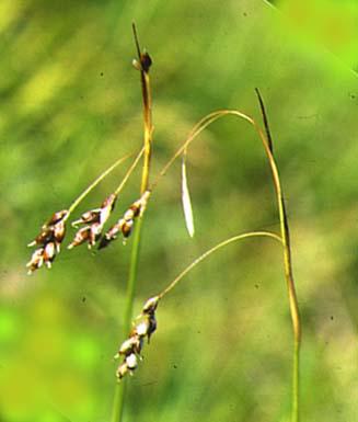 Mynd af Carex capillaris