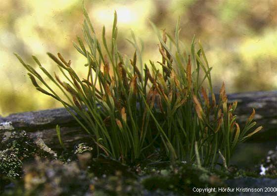 Mynd af Skeggburkna (Asplenium septentrionale)