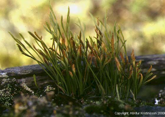 Mynd af Skeggburkni (Asplenium septentrionale)