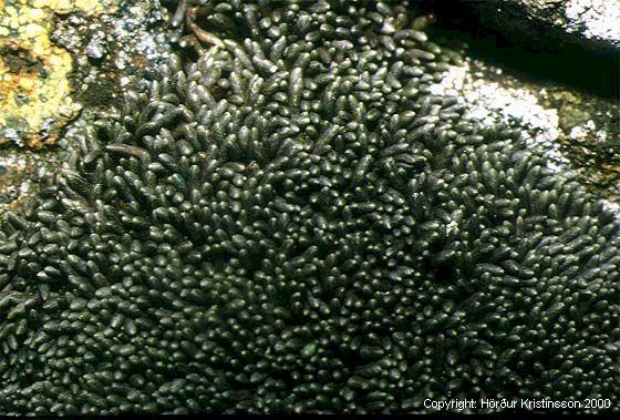 Mynd af Grákólfur (Gymnomitrion corallioides)