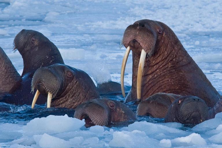 Rostungar (Odobenus rosmarus) koma upp á yfirborðið til að anda.