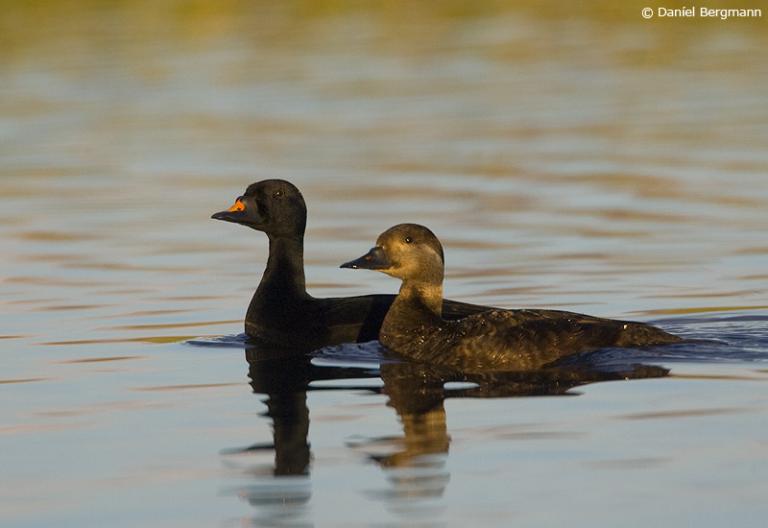 Hrafnsönd (Melanitta nigra)