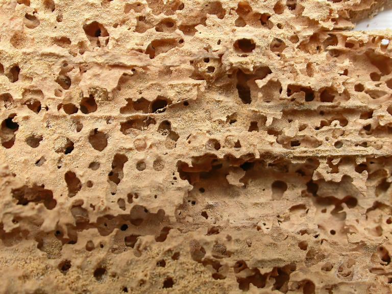 Veggjatítla – Anobium punctatum Veggjatítla – Anobium punctatum