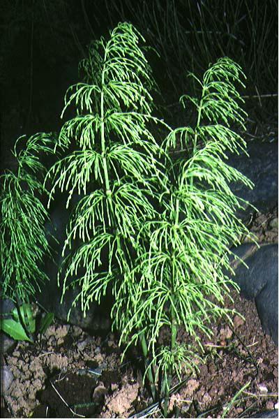 Mynd af Skógelfting (Equisetum sylvaticum)