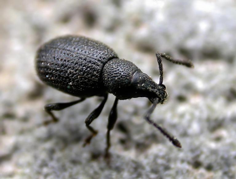 Steinkeppur – Otiorhynchus rugifrons Steinkeppur – Otiorhynchus rugifrons