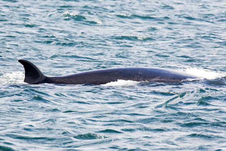 Sandreyður (Balaenoptera borealis)