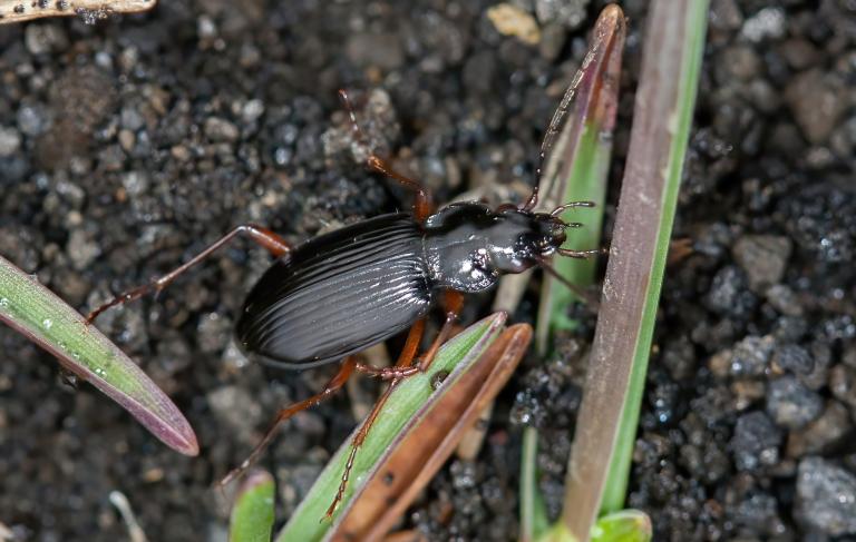 Járnsmiður – Nebria rufescens Járnsmiður – Nebria rufescens