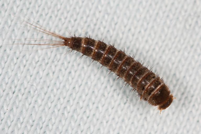 Pelsgæra – Attagenus woodroffei 