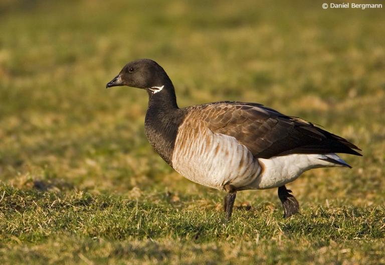 Margæs (Branta bernicla)