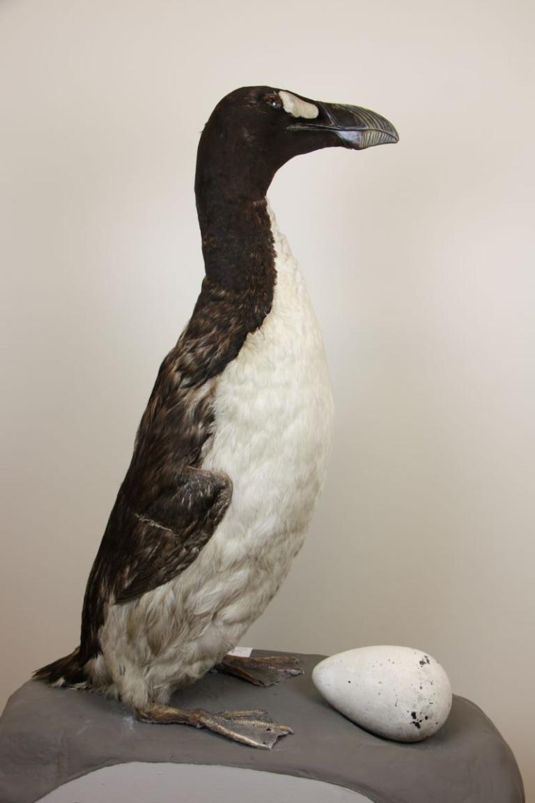 Geirfugl (Pinguinus impennis) og geirfuglsegg