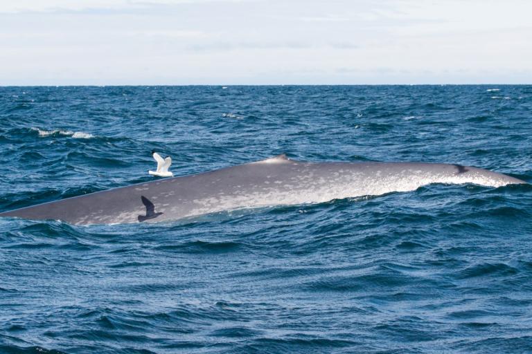 Steypireyður (Balaenoptera musculus)