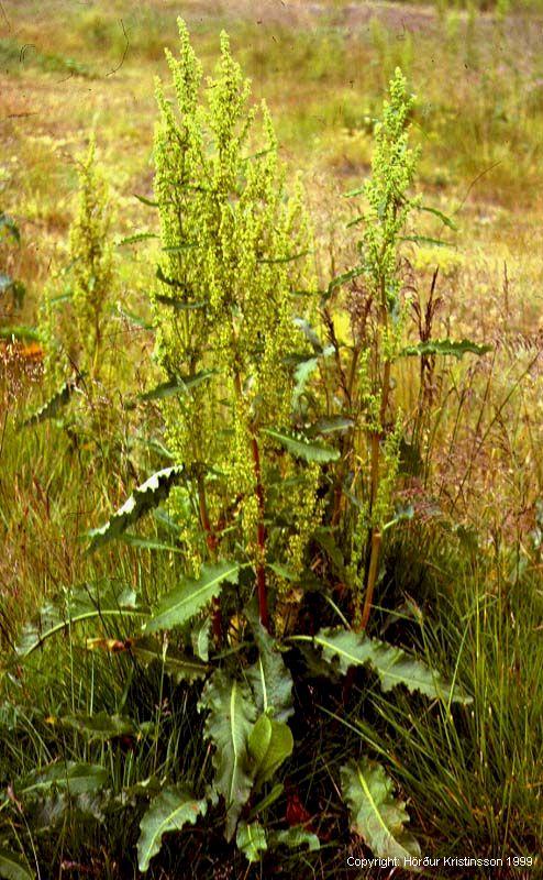 Mynd af Njóli (Rumex longifolius)